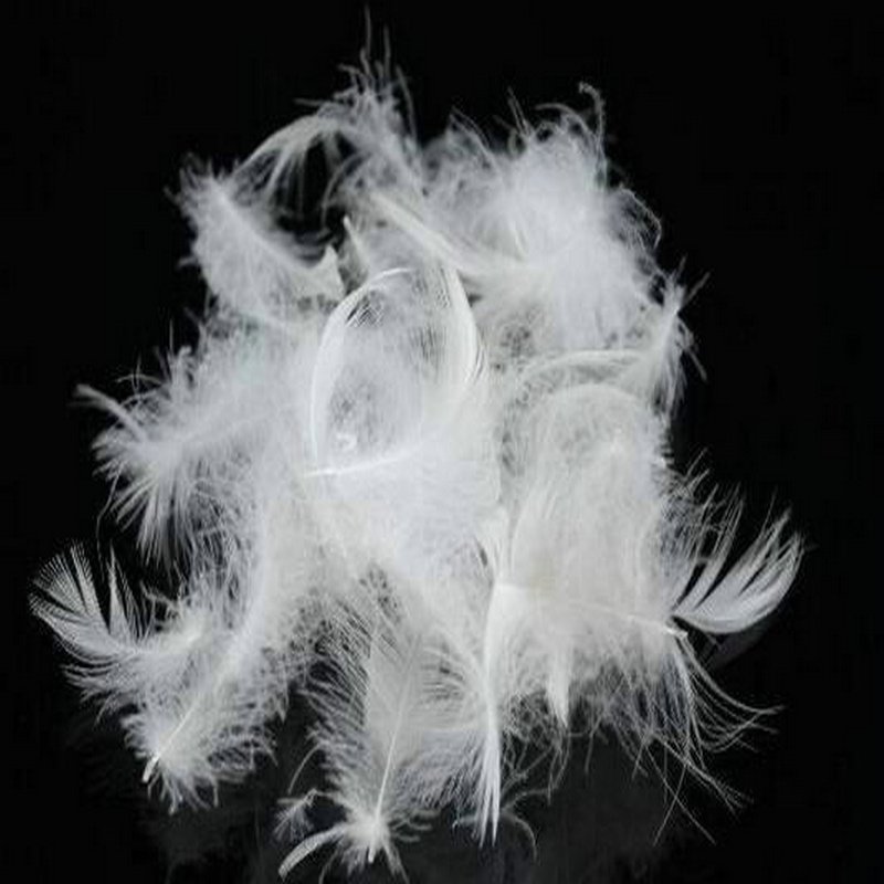 White duck feather