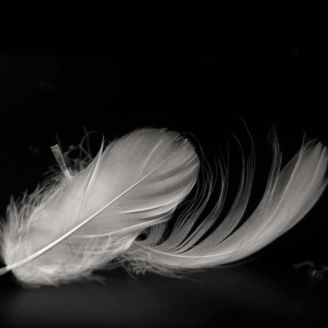 White goose feather